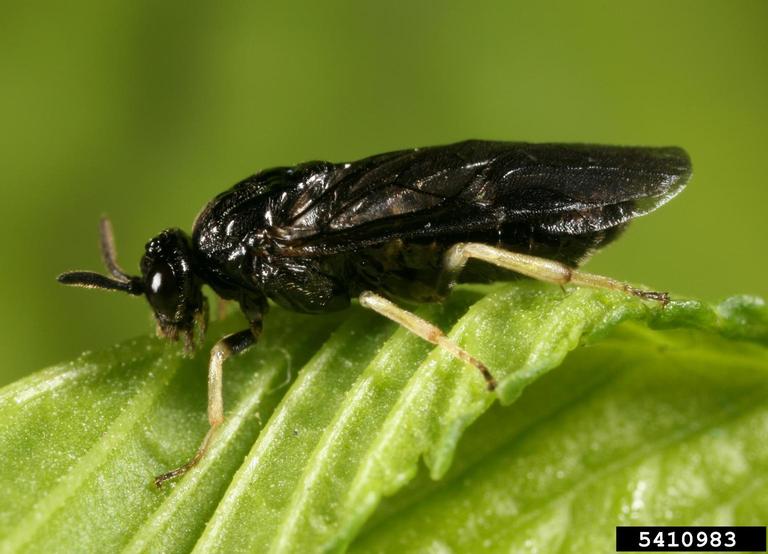Elm zigzag sawfly adult