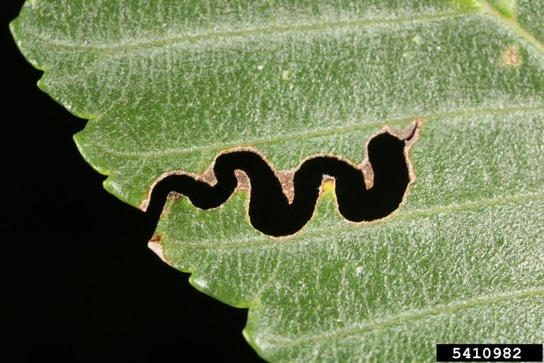Elm zigzag sawfly leaf pattern 