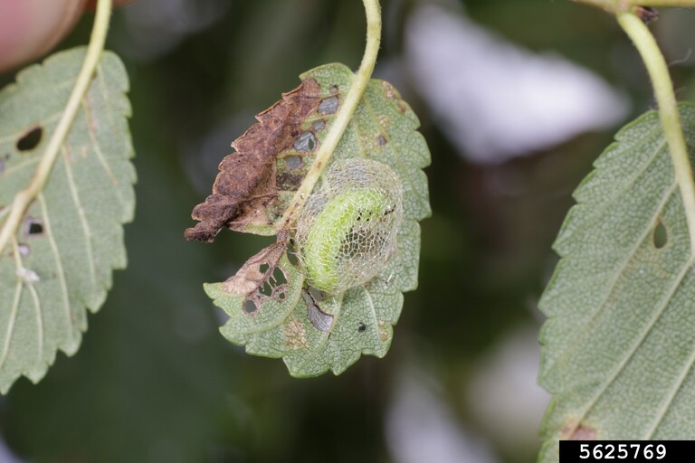 Elm zigzag sawfly cocoon 