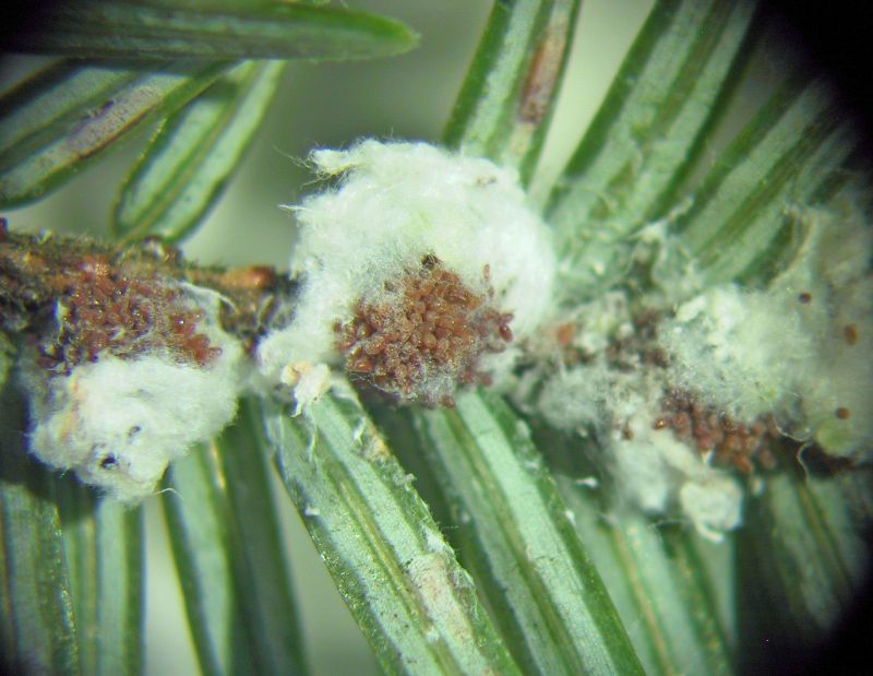 Hemlock woolly adelgid egg masses on Eastern hemlock
