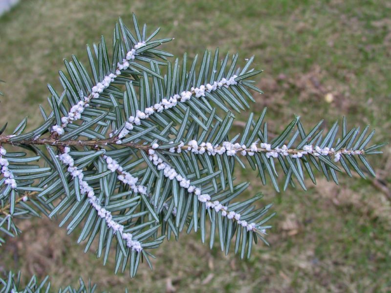 Hemlock woolly adelgid on eastern hemlock 