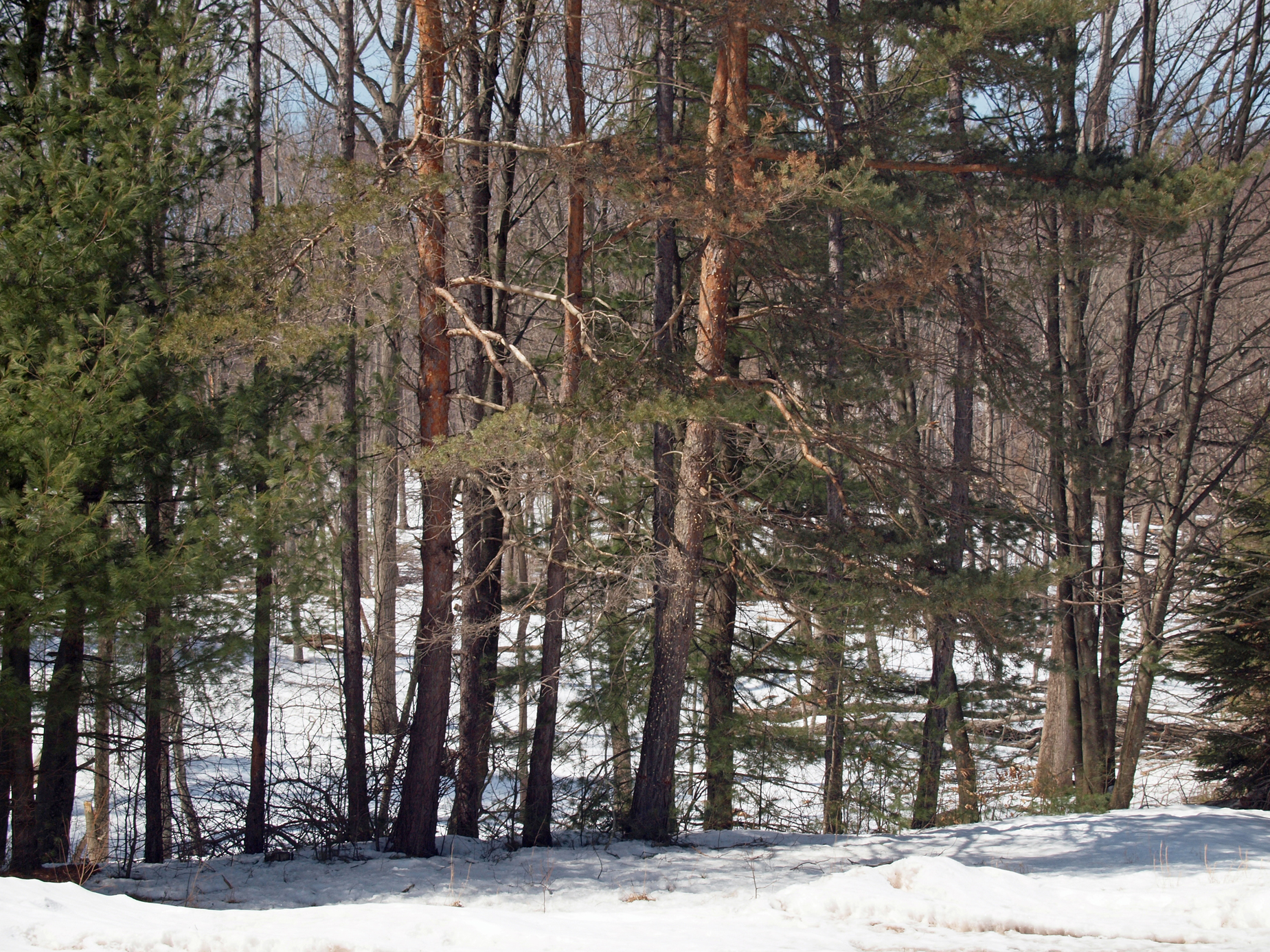 Scotch pine tree infected with southern pine beetle