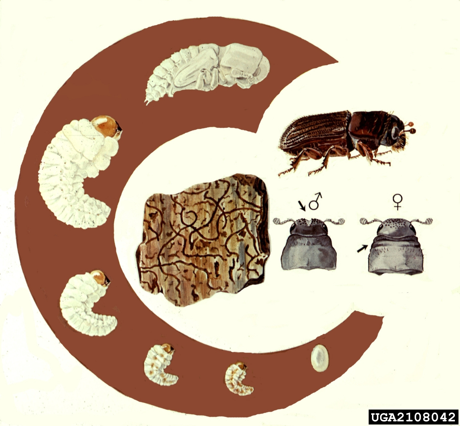 Southern pine beetle life cycle