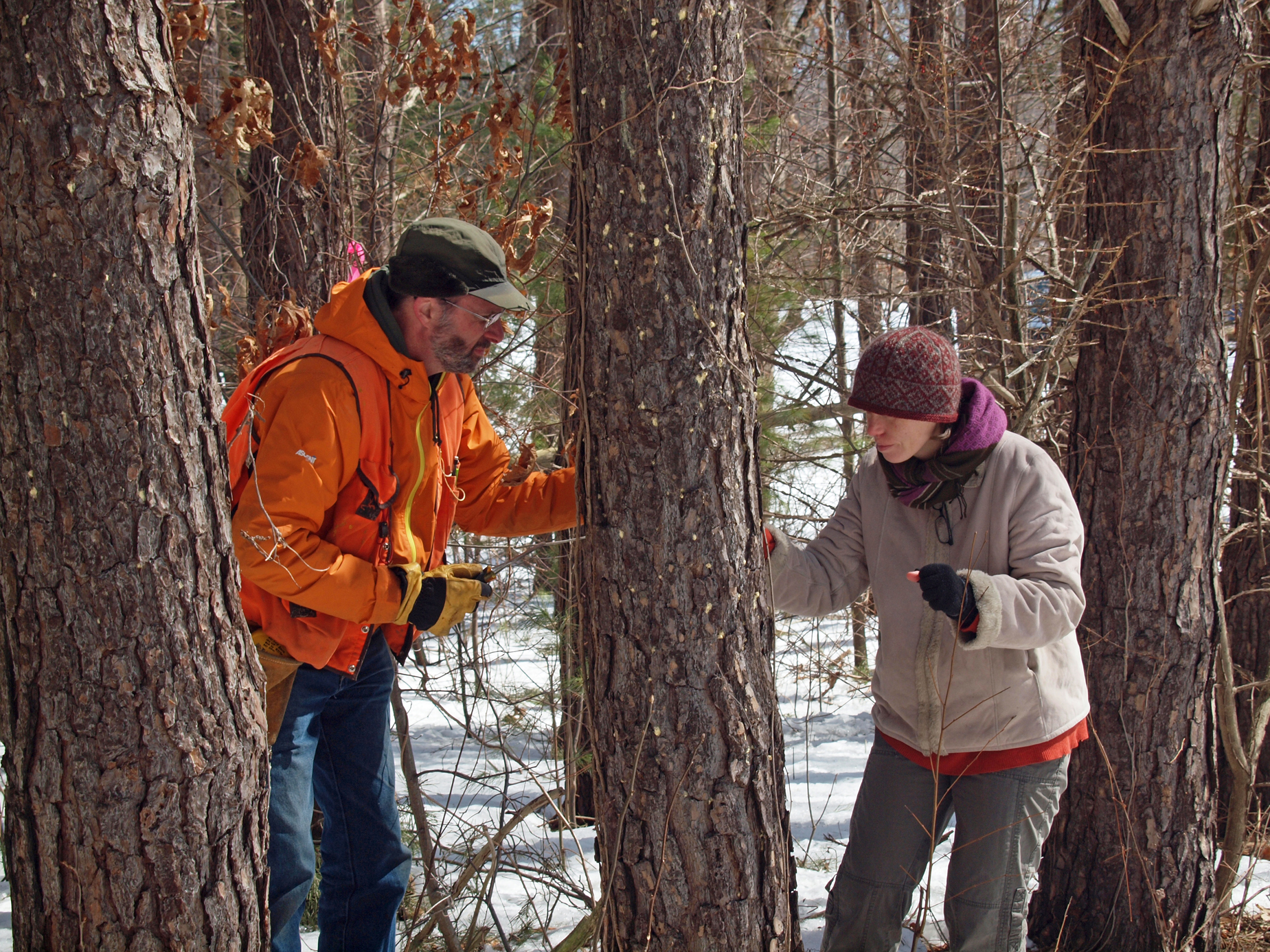 Scientists looking for southern pine beetle on a Scotch pine tree.