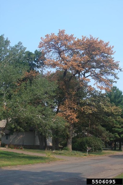 crown dieback caused by oak wilt disease