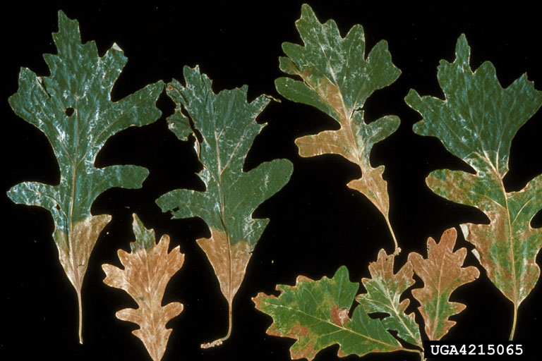 Oak leaves affected by oak wilt disease