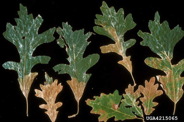 Oak leaves affected by oak wilt disease