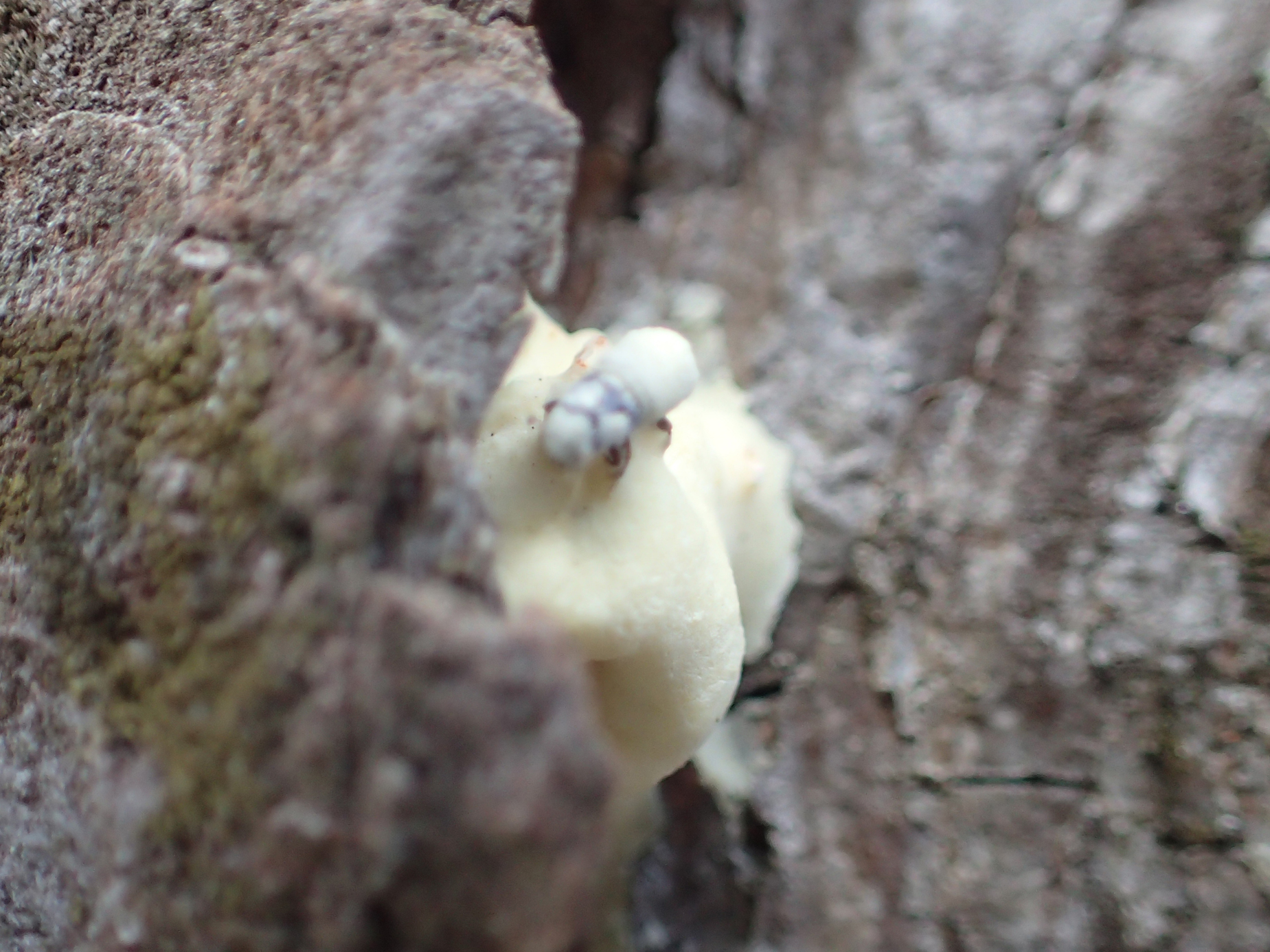 Southern pine beetle with unsucessful pitch tube
