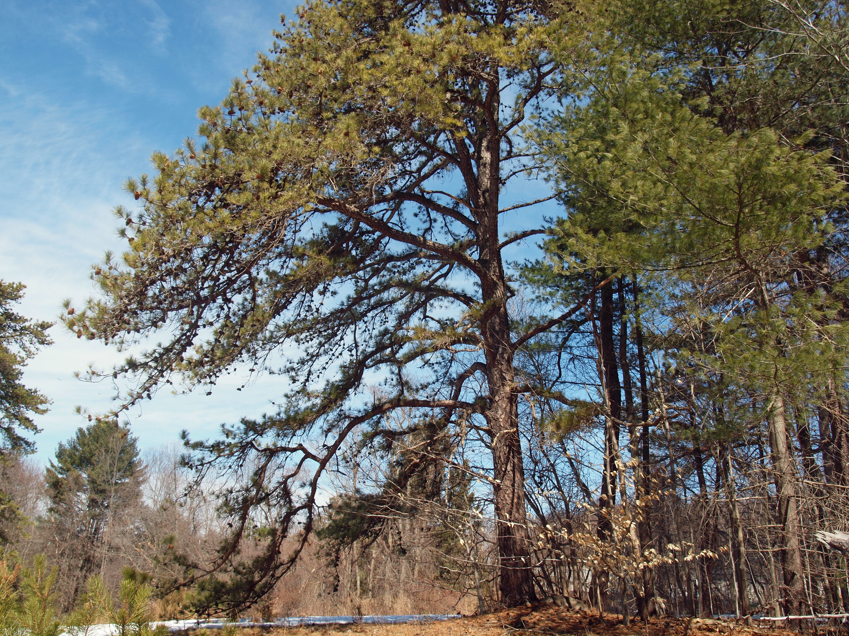 pitch pine tree