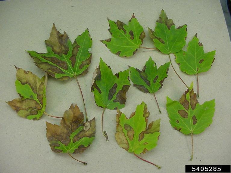 Wilted, discolored red maple leaves caused by Anthracnose spp.