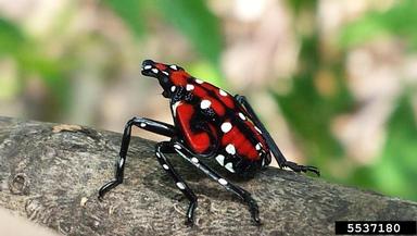 Spotted lanternfly (Lycorma delicatula) fourth nymphal stage. 