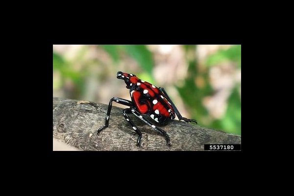 Spotted lanternfly (Lycorma delicatula) fourth nymphal stage.