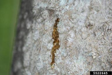 Spotted lanternfly (Lycorma delicatula) sap trail on tree. 