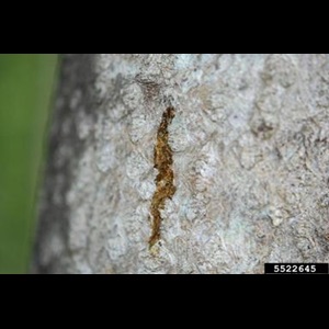 Spotted lanternfly (Lycorma delicatula) sap trail on tree.