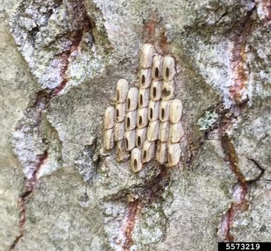 Spotted lanternfly (Lycorma delicatula) egg cases on bark. 