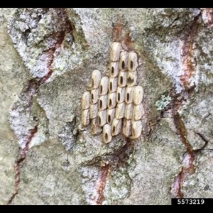 Spotted lanternfly (Lycorma delicatula) egg cases on bark.