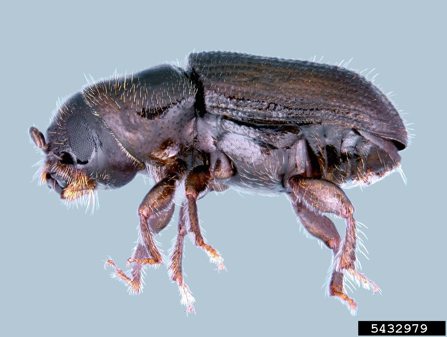 Southern pine beetle insect