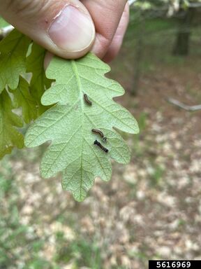 First instar of a spongy moth, small caterpillar on a white oak leaf