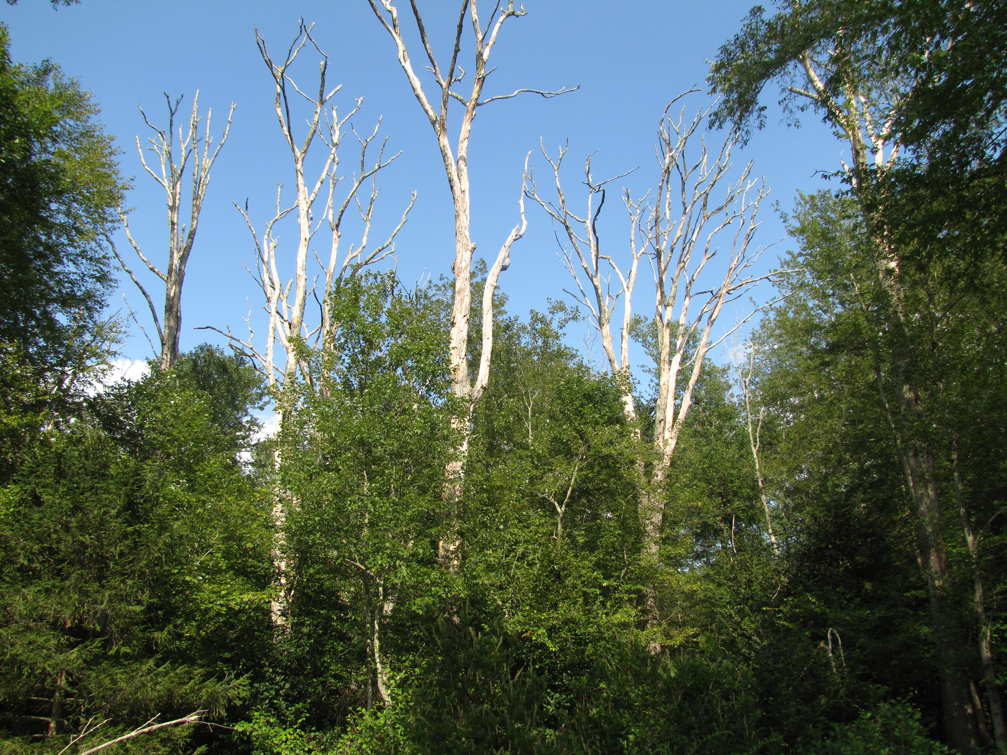 Dead oak trees killed by the spongy moth in Connecticut. 
