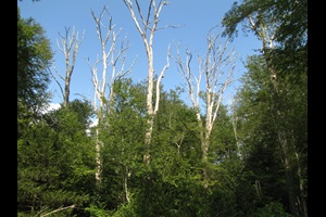 Dead oak trees killed by the spongy moth in Connecticut.