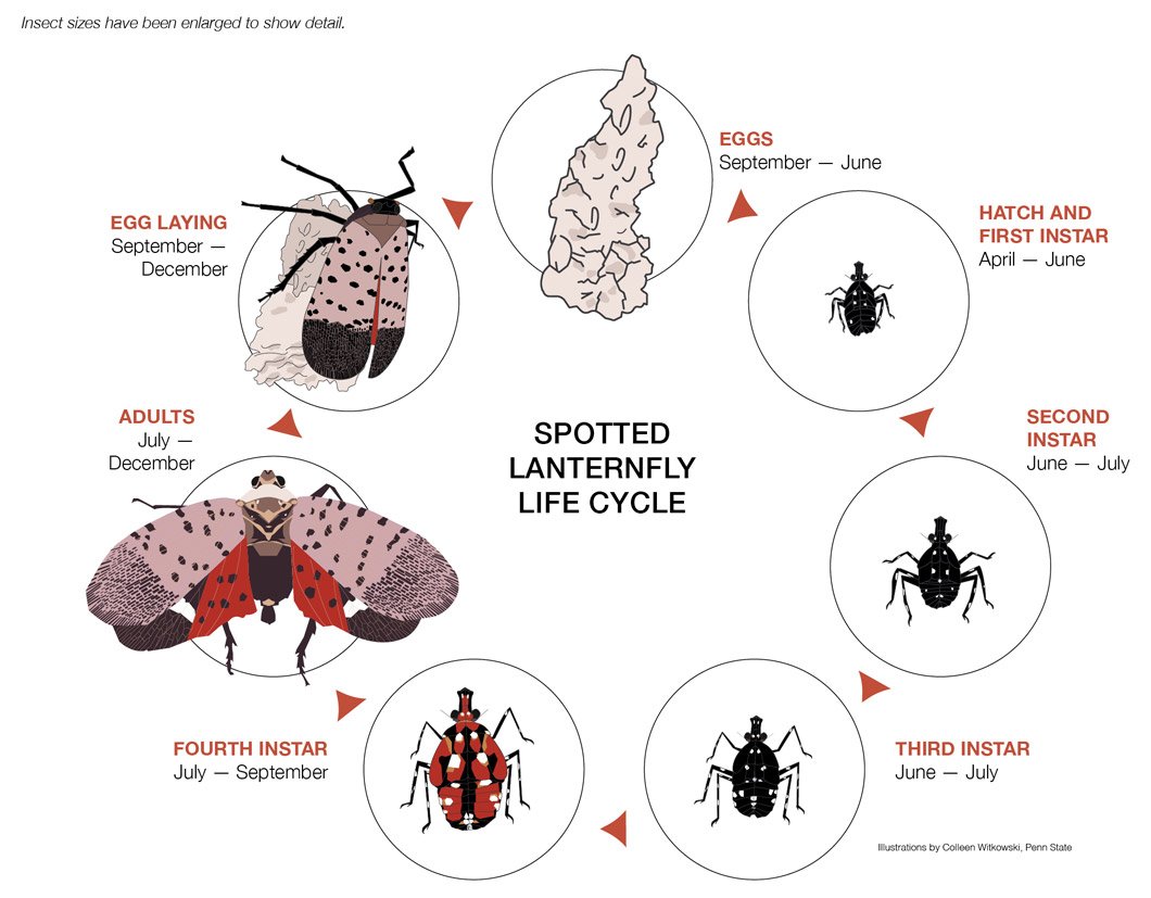 Spotted lanternfly (Lycorma delicatula) life cycle diagram. 