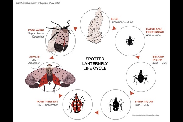 Spotted lanternfly (Lycorma delicatula) life cycle diagram.