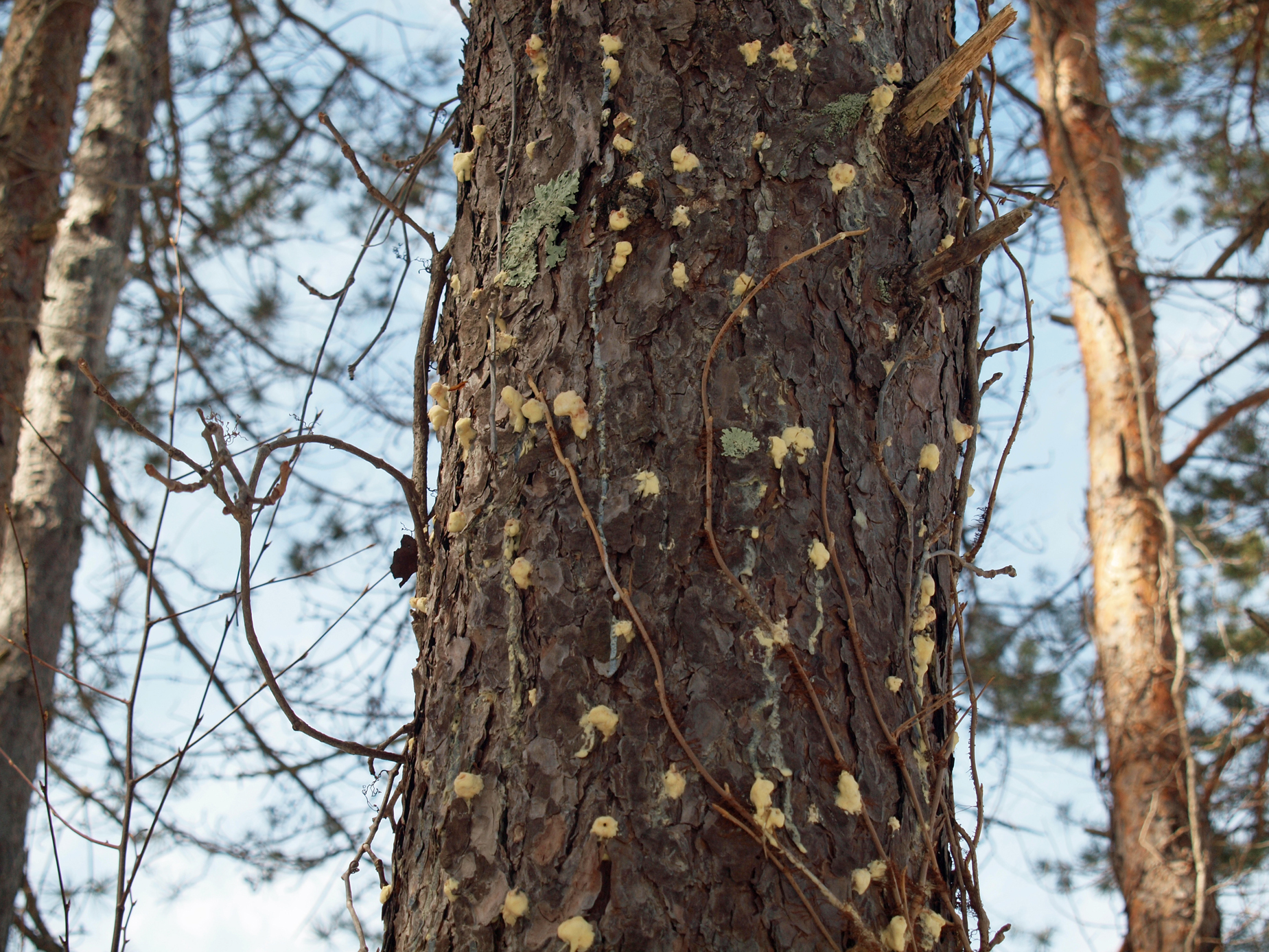 Pine tree trunk showing pitch tubes from southern pine beetle.