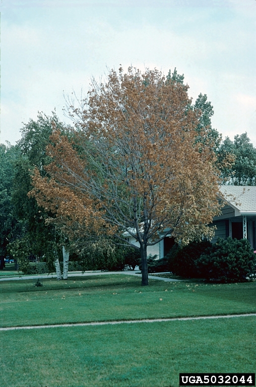 Crown dieback from verticillium wilt fungus 