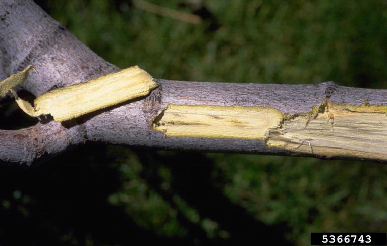 Wood discoloration from verticillium wilt fungus