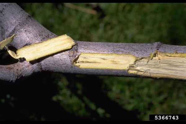 Wood discoloration from verticillium wilt fungus