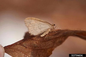 Winter moth adult