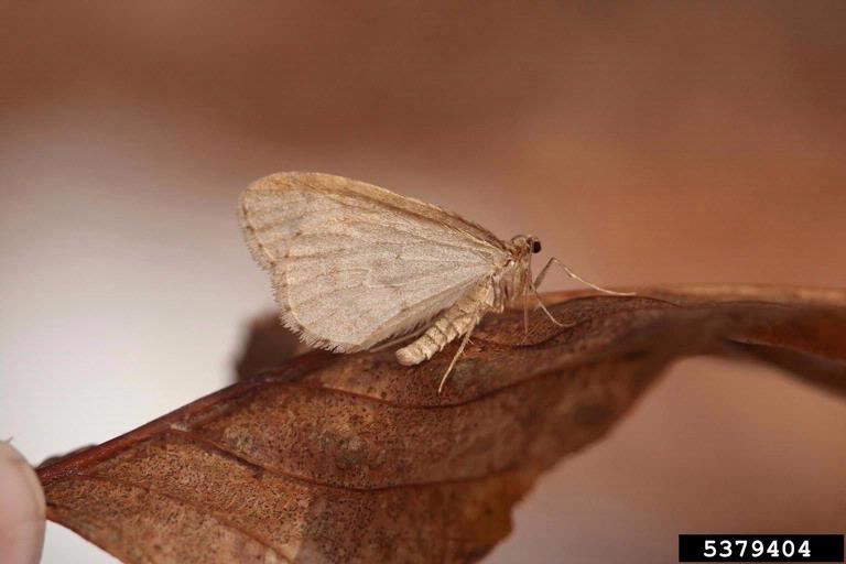 Winter moth adult 