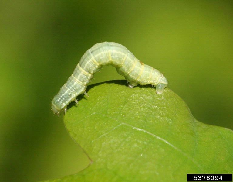 Winter moth caterpillar 