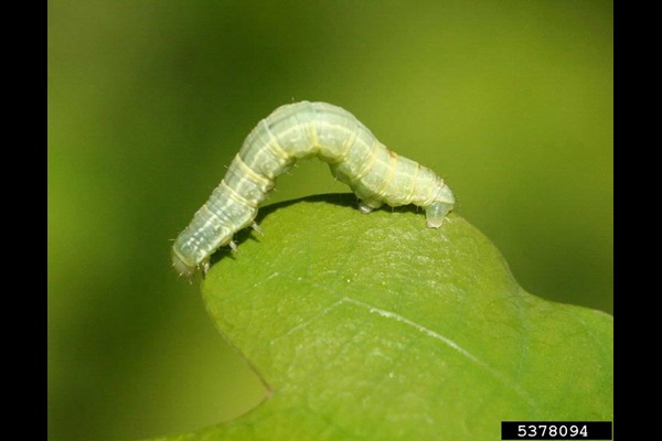 Winter moth caterpillar