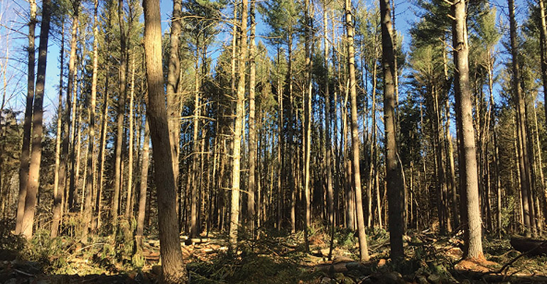 White Pine Plantation Thinning After