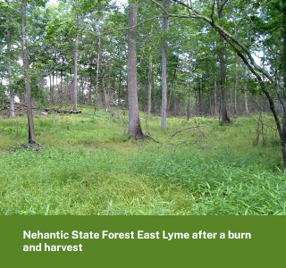 Nehantic State Forest after a prescribed burn