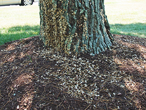 Dead female spongy moths at the base of a tree.