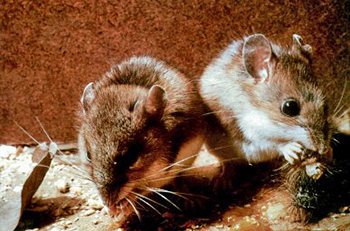 White-footed mice eating spongy moth larvae.