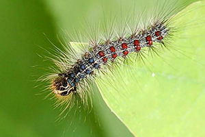 Spongy moth larvae; late instar.