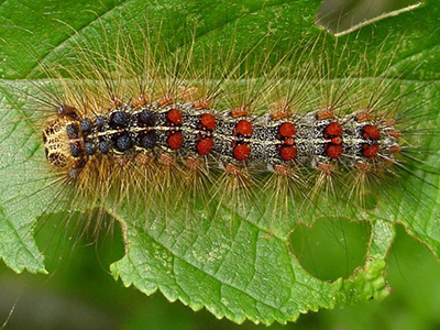 Spongy moth larva