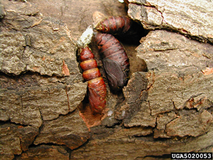 Spongy moth pupae.