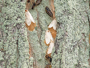 Spongy moths laying eggs.