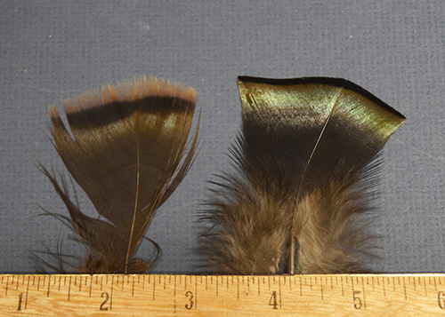 Comparison of breast feathers from a male and female wild turkey.
