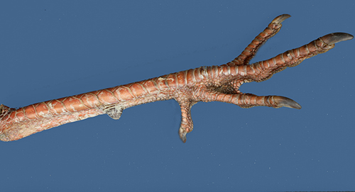 Leg of a juvenile male wild turkey showing a spur shorter than one-half inch.