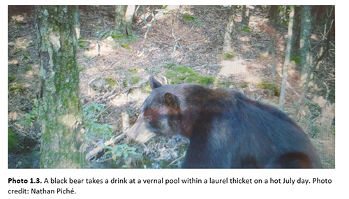 Black bear drinking from a vernal pool