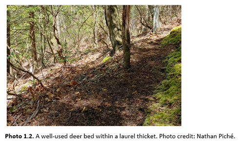 Deer bed within mountain laurel bed