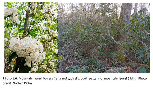 Mountain Laurel