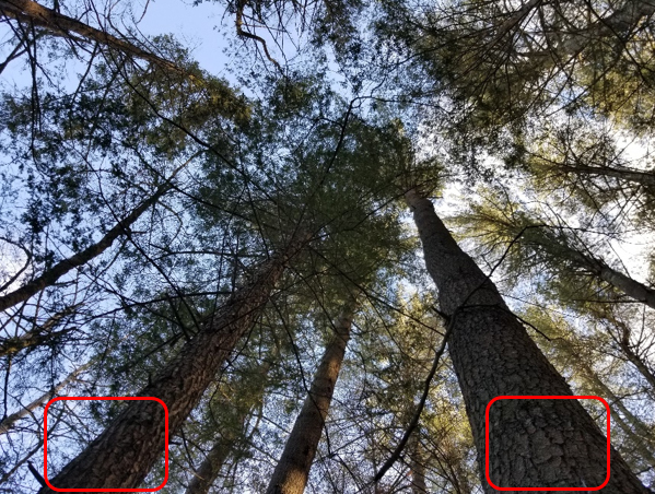 A view of the crowns from an eastern hemlock and white pine.