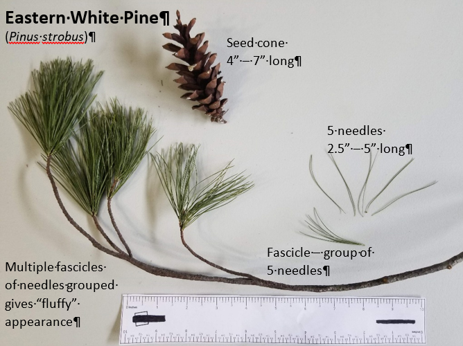 View of a white pine branch, fascicle, needles, and seed cone.