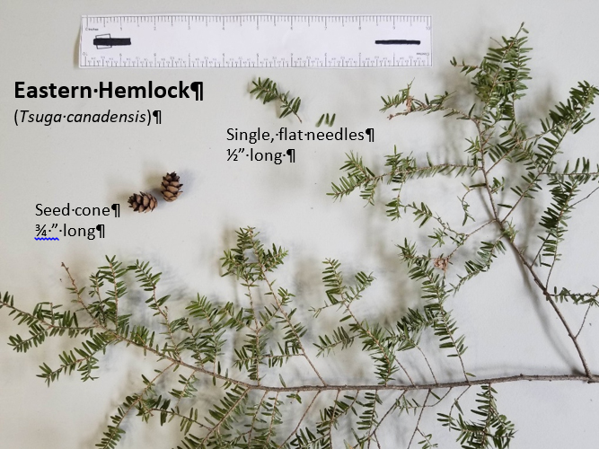 View of an eastern hemlock branch, needles, and seed cone.